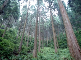DSC02930-s.jpg