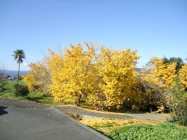 DSC03479-s.jpg