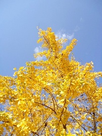DSC03481-s.jpg