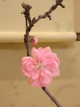 DSC06756-s.jpg