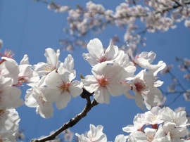 DSC06825-s.jpg