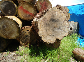 DSC08609-s.jpg