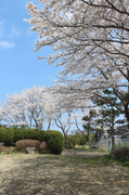 IMG_3100-s.jpg