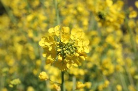 IMG_3370-s.jpg
